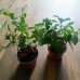Ficus microcarpa (Fikus ženšenový) ‘GINSENG RETUSA’ - výška 15-20 cm, Ø 20-30 cm, kont. C1L Ficus microcarpa (Fikus ženšenový) ‘GINSENG RETUSA’ - výška 15-20 cm, Ø 20-30 cm, kont. C1L